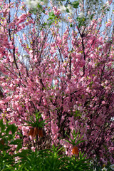 Decorative almond flowers. Bush with pink flowers