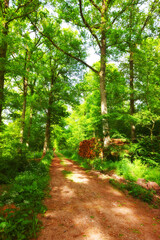 Forest, landscape and path with trees in summer for conservation or sustainability of ecosystem. Jungle, nature and dirt road with green rainforest or woods for adventure, exploration and hiking