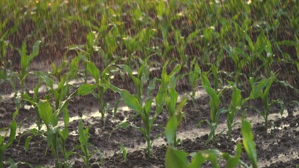 irrigation of green corn sprouts. agriculture irrigation. corn agriculture business concept lifestyle. rain water drops fall on the field with corn green sprouts close-up