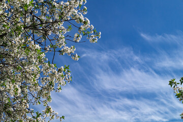 White cherry blossom on the background of the blue sky