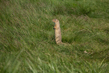 European ground squirrel in the field. (spermophilus citellus)
