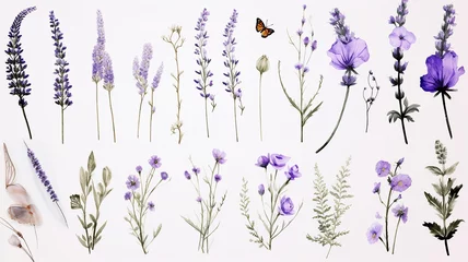 Foto op Plexiglas lavender objects isolated on a white background, blades of grass and flowers in watercolor style, set collection © kichigin19