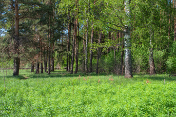Pine and birch trees, bright green grass at forest edge, spring time