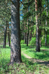 Footpath between large pines in coniferous forest, sunny summer day