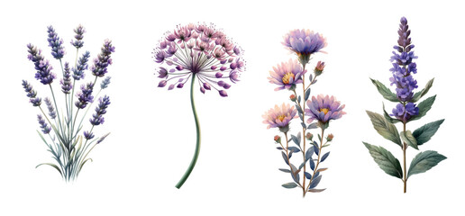 Set of purple garden flowers, Vintage botanical - obrazy, fototapety, plakaty