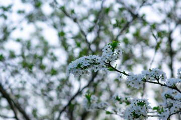 Spring background, White flowers, green tree leaves on blurred background