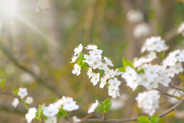 Spring background, White flowers, green tree leaves on blurred background