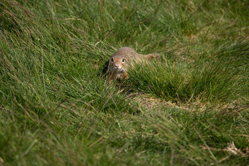 European ground squirrel on the lawn. (spermophilus citellus)