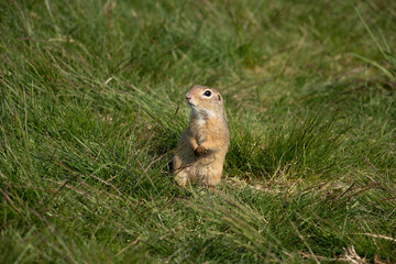 Naklejka na ściany i meble European ground squirrel on the lawn. (spermophilus citellus)
