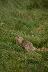 European ground squirrel on the lawn. (spermophilus citellus)