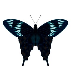 butterfly isolated on white