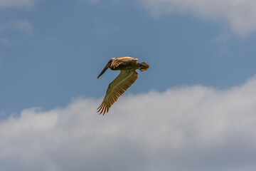 Pelican flying in the sunny sky of the Dominican Republic in Punta Cana