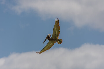 Pelican flying in the sunny sky of the Dominican Republic in Punta Cana