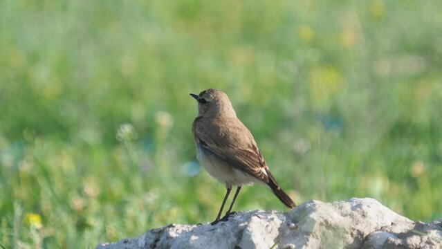 The isabelline wheatear bird singing on a rock in spring, Oenanthe isabelline