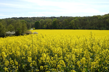 Obraz premium Champ de colza en fleurs dans la campagne