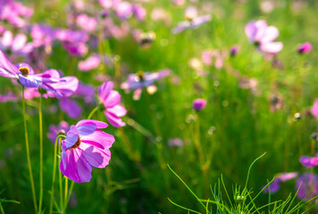 Beautiful purple cosmos flowers at cosmos field in moring sunlight. amazing of cosmos flower field landscape in sunset. nature flower  background.
