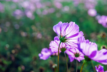 Fototapeta premium Close-up of beautiful cosmos flowers at cosmos field in moring sunlight. amazing of close-up of cosmos flower. nature flower background.