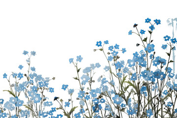 PNG Forget-Me-Nots flower ephemera border forget-me-not backgrounds blossom