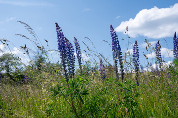 Flowers and tall grass in a green meadow with blue sky - 786218346