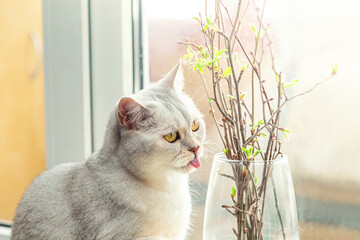 British white cat eats branches with leaves on the windowsill. - 786219511