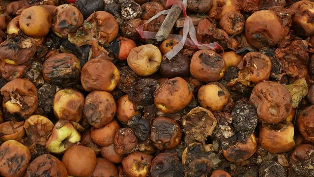 Pile of rotten apples in an orchard