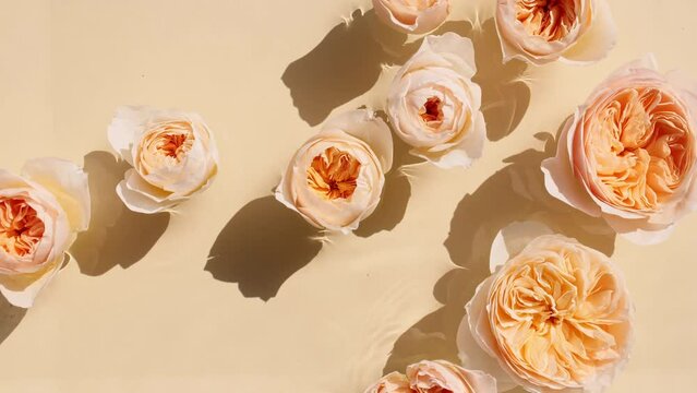 Yellow rose flowers on water surface and of waves. Sun and shadows. Water splash. Pure water with reflections sunlight and shadows in slow motion. Cosmetic product advertisement. Valentines day. 4k