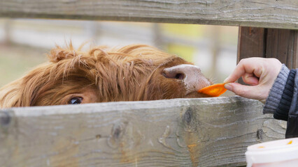 Hand feeding a highland Scottish cow with carrots through the fence at the farm - obrazy, fototapety, plakaty