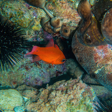 A bright orange salt water cardinalfish under a colorful reef. Underwater scene.