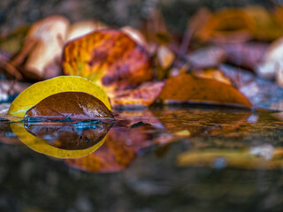 After the Rain. Autumn and winter leaves in various earthy tones are reflected in the water of a small pond.... - 786222136