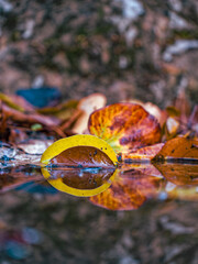 After the Rain. Autumn and winter leaves in various earthy tones are reflected in the water of a small pond.... - 786222158