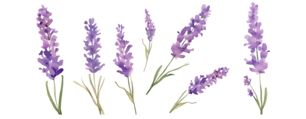 Set of purple lavender flowers watercolor isolated on white background. Vector illustration