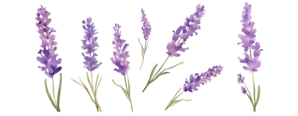 Rolgordijnen Set of purple lavender flowers watercolor isolated on white background. Vector illustration © Jo