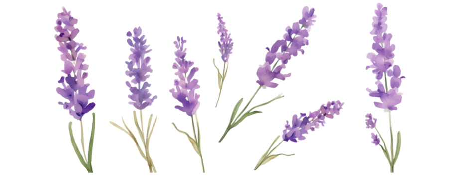 Set of purple lavender flowers watercolor isolated on white background. Vector illustration