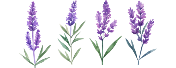 Set of purple lavender flowers watercolor isolated on white background. Vector illustration