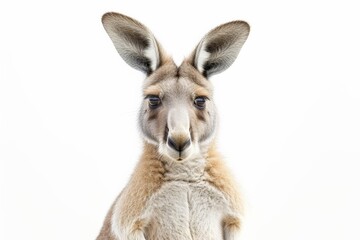 Obraz premium Kangaroo standing in front of a blank white background with ample copy space for text placement