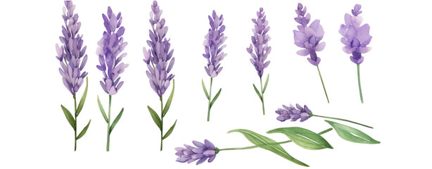 Set of purple lavender flowers watercolor isolated on white background. Vector illustration