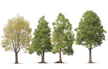Obraz premium Group trees isolated on white background.