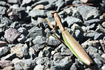 Looking at a Long Preying Mantis Insect