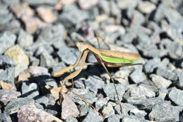 Preying Mantis Insect with a Triangular Shaped Head