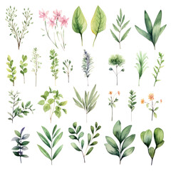 Fototapeta na wymiar watercolor green plants set collection leaf herbal flower