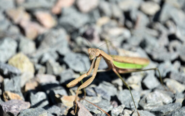 Amazing Look into the Face of a Preying Mantis