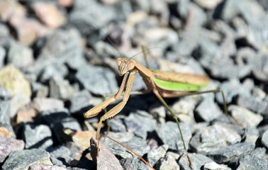 Sensational Look at the Face of a Preying Mantis
