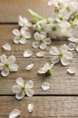 Obraz na płótnie Canvas Spring blossoms and petals on wooden table, closeup
