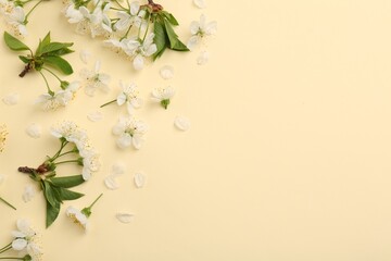 Beautiful spring tree blossoms and petals on beige background, flat lay. Space for text