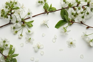 Spring tree branches with beautiful blossoms and petals on white background, flat lay