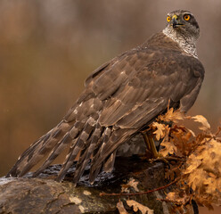 goshawk protectting its food at forest