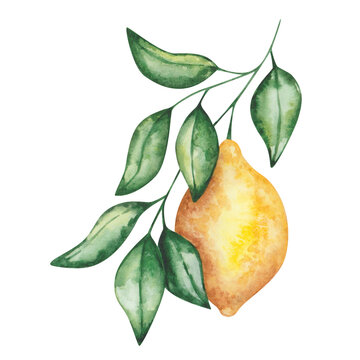 recommend clip art: Watercolor lemon illustration. Hand painted yellow lemon hanging on branch with green leaves. Lemon tree, plant. Citrus fruit. Raw, ripe food. Vitamin C. Nature element. Isolated clip art