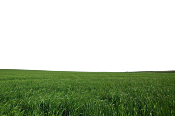 PNG Green field sky outdoors horizon