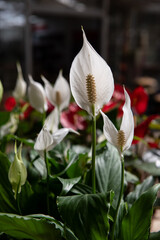 Obraz premium White sails or peace lily, a popular houseplant, growing in an indoor nursery.