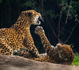 Leopard courting a female to impregnate her
